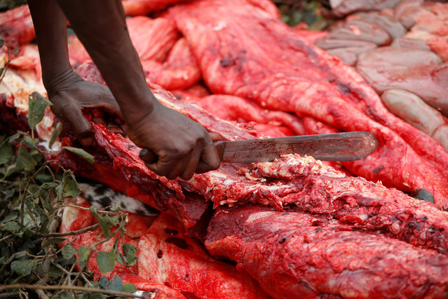 Maasai elder cuts the meat of a sacrificed bull during an initiation into an age group ceremony near the town of Bisil, Kajiado county, Kenya on August 23, 2018. (Photo by Baz Ratner/Reuters)