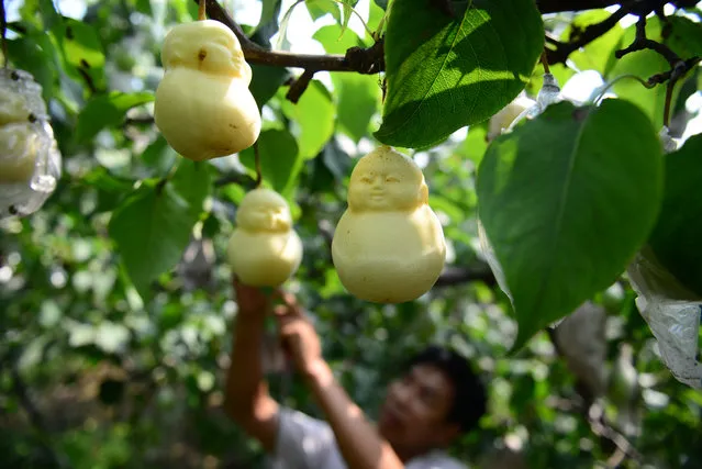 A Chinese farmer harvests Buddha-shaped pears at his orchard in Lianghexia village, Weicheng town, Weixian county, Handan city, north China's Hebei province, China on August 8, 2018. A Chinese farmer in a village of Handan, north China's Hebei province, has harvested Buddha-shaped pears in his orchard. The Buddha-shaped pears, are sold at high price each. They don't have a natural kid shape, but are turned into that shape through “plastic surgery”, by putting a mould when the fruit starts to grow. Up to now, 28 kinds of unusual shaped pears have been planted. (Photo by Imaginechina/Rex Features/Shutterstock)