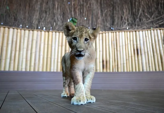 A lion cub is seen in Aslan Park, a zoo which was established in 2018 on an 8-decare land in Tuzla district of Istanbul, Turkiye on August 8, 2023. In the zoo some members of Felidae (wild cats) family, which are in danger of extinction, are being reproduced. (Photo by Abdulhamid Hosbas/Anadolu Agency via Getty Images)