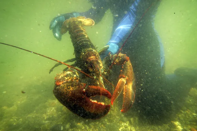 In this July 2007 file photo, a lobster scientist holds a 2-pound lobster underwater on Friendship Long Island, Maine. As the Chinese economy grows, so does their desire to serve American lobster on Chinese New Year. (Photo by Robert F. Bukaty/AP Photo)