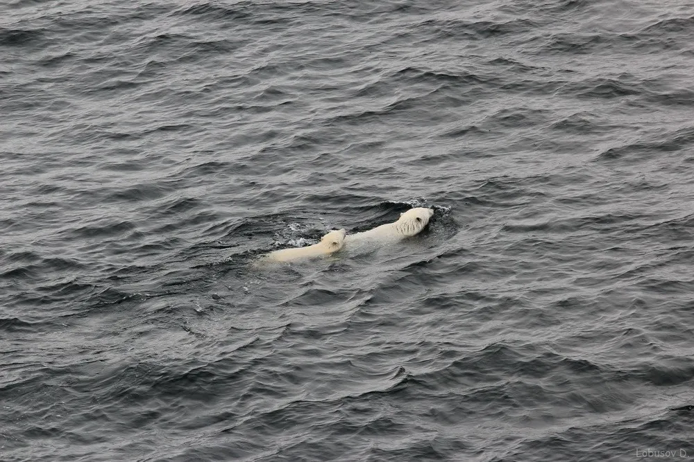 Northern Sea Route – First Container Ship!