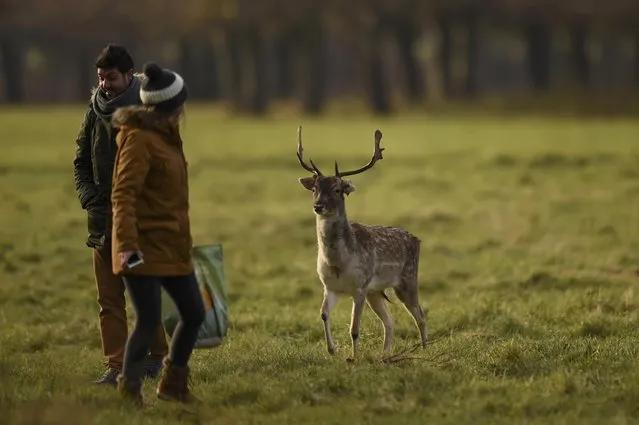 A woman is startled by an approaching deer in the Phoenix Park in Dublin, Ireland December 5, 2016. (Photo by Clodagh Kilcoyne/Reuters)
