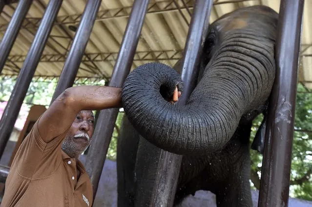 An elephant keeper feeds the elephant “Madhubala” at the Karachi Zoo, in Karachi, Pakistan, 30 August 2023. Zoo elephant Madhubala has shown signs of immense stress and weakness after months of solitary existence in a barren enclosure since the loss of her long-time partner, Noor Jehan, in April. The elephant displayed abnormal behavior such as hitting her head against the enclosure's iron bars and has visibly suffered from weight loss. After concerns were raised about Madhubala's welfare by animal rights organizations, the ailing elephant will be relocated to a new sanctuary in September. (Photo by Shahzaib Akber/EPA/EFE)