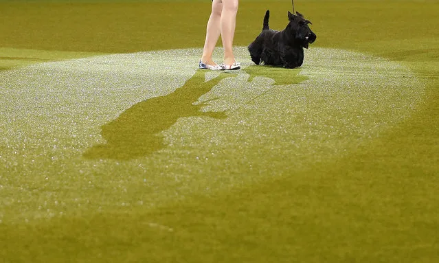 Handler Rebecca Cross shows Knopa the Scottish Terrier to the Best in Show judge during the last day of Crufts Dog Show in Birmingham, central England, March 8, 2015. (REUTERS/Darren Staples)  