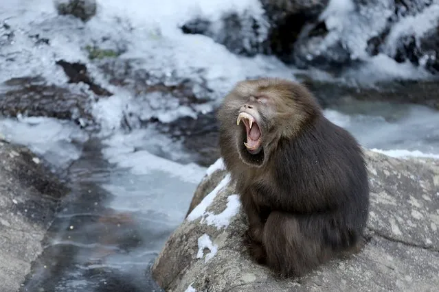 A macaque yawns by the side of frozen water at Huangshan, Anhui province, January 25, 2016. (Photo by Reuters/China Daily)