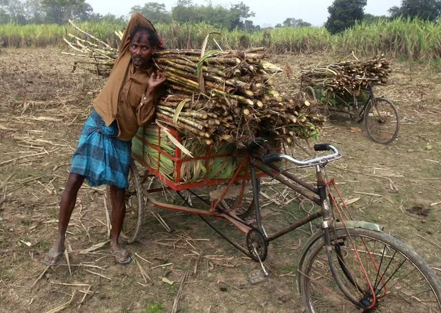 Sankar Bin, 52, a farmer, loads harvested sugarcane into a cycle rickshaw at a sugarcane field in the Khowai village, in the northeastern state of Tripura, India, February 11, 2016. (Photo by Jayanta Dey/Reuters)