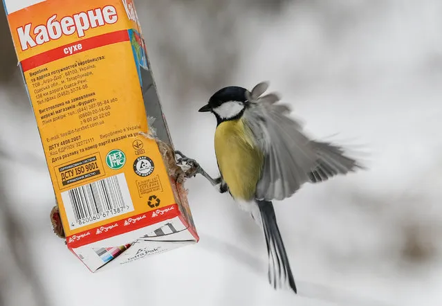 A great tit bird sits on a feeding rack made from an empty wine carton in a park in Kiev, Ukraine, January 4, 2017. (Photo by Gleb Garanich/Reuters)