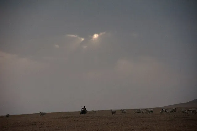 A herder on a motorbike looking after his sheep nearby a large coal mine. Mining development in the region, forcing the displacement of herders,  has lead to large scale protests. (Photo by Gilles Sabrie/The Washington Post)