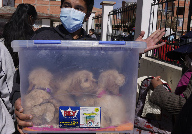 A man keeps his puppies in plastic container during a Mass at the parish of Cuerpo de Cristo to celebrate the feast of San Roque, the patron saint of dogs, in El Alto, Bolivia, Monday, August 16, 2021. (Photo by Juan Karita/AP Photo)