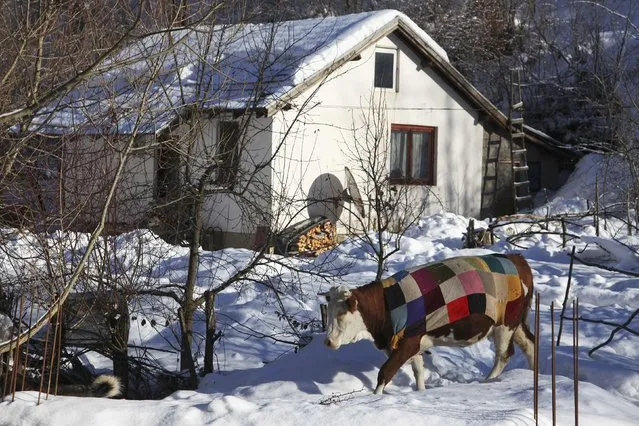 A cow covered with a coloured blanket passing by the farmhouse near Pristina, Kosovo on January 15, 2017. (Photo by Hazir Reka/Reuters)