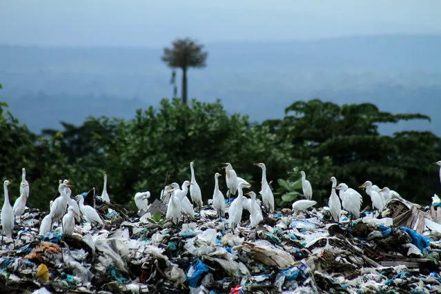 A siege of herons looks for food among the waste at a landfill in Lhokseumawe, Aceh, Indonesia on November 30, 2018. Reports say plastic waste in Indonesia reaches 64m tons per year. (Photo by Fachrul Reza/Barcroft Images)