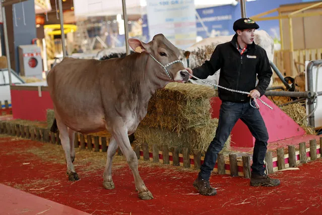 A French farmer leads his cow through the livestock area as preparations continue on the eve of the opening of the International Agricultural Show in Paris, France, February 26, 2016. (Photo by Benoit Tessier/Reuters)