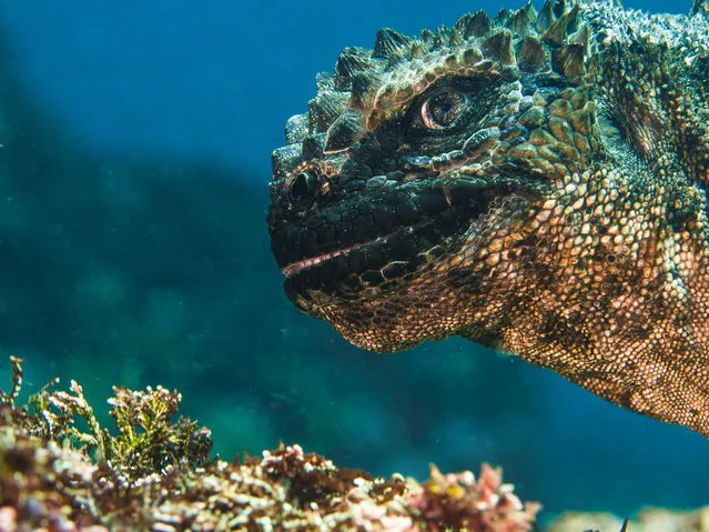 Portrait category runner-up. Oh no, Godzilla by Bruce Sudweeks (US) in Cabo Douglas, Galapagos, Ecuador. “The Galapagos islands are the only place on the planet that you can see marine iguanas in their natural habitant. This photo looks like the fictional character Godzilla smiling before starting some mischief”. (Photo by Bruce Sudweeks/Underwater Photographer of the Year 2019)