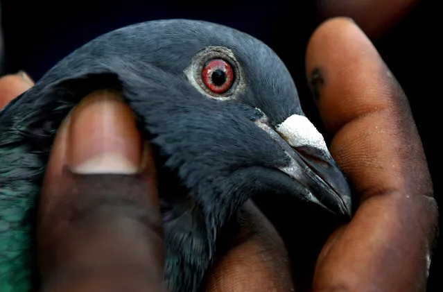 An Indian man inspects a pigeon at a livestock market at Maskan Chavadi in Chennai on February 24, 2019. (Photo by Arun Sankar/AFP Photo)