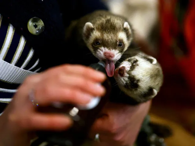 Competitor Davina Rhodes gives her ferrets a drink ahead of the annual Ferret Racing Championship at the Craven Arms and Cruck Barn in Appletreewick, Britain on February 7, 2024. (Photo by Lee Smith/Reuters)