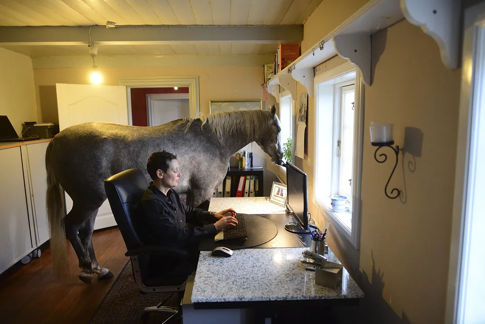 Doctor Shares her House with a Horse Following Storm