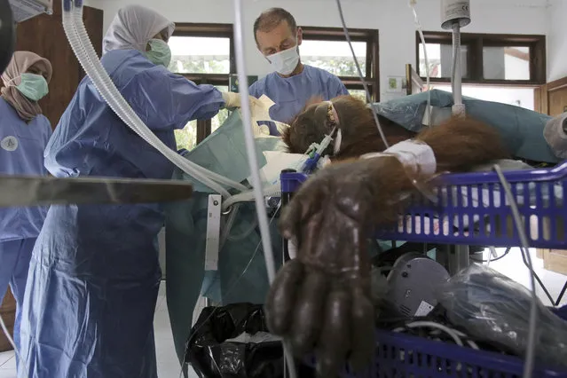 In this photo taken on Sunday, March 17, 2019, volunteer orthopedic surgeon Andreas Messikommer of Switzerland, top center, conducts a surgery on a female orangutan named “Hope” for infections in some parts of the body and to fix broken bones, at Sumatra Orangutan Conservation Programme (SOCP) facility in Sibolangit, North Sumatra, Indonesia. A veterinarian says the endangered orangutan that had a young baby has gone blind after being shot at least 74 times, including six in the eyes, with air gun. The baby orangutan died from malnutrition last Friday as rescuers rushed the two to the facility. (Photo by Binsar Bakkara/AP Photo)
