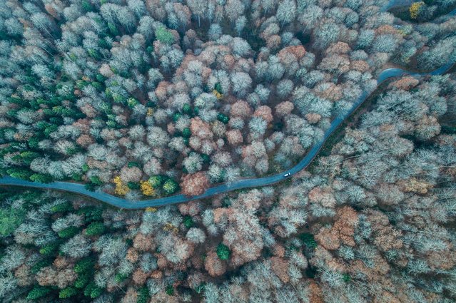 This aerial photograph shows a car driving on a road at Yedigoller National Park near Bolu district on November 9, 2021. (Photo by Ozan Kose/AFP Photo)