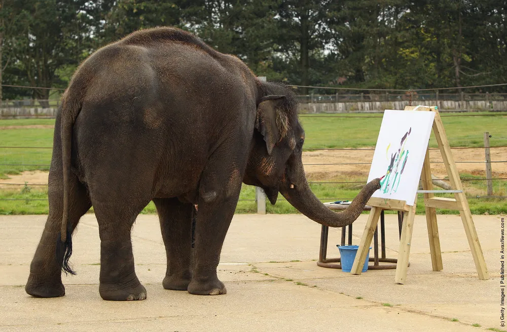 Zoo Unveils Its Painting Elelphant
