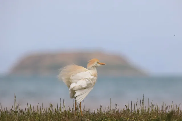 A Cattle egret, known as Bubulcus ibis, is seen at Lake Van basin which hosts many kinds of birds in Van, Turkey on June 4, 2019. 215 bird species can be observed at Lake Van basin located at eastern part of Turkey. (Photo by Ali Ihsan Ozturk/Anadolu Agency/Getty Images)