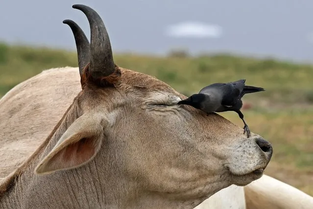 A crow perches on the head of a cow in New Delhi on December 26, 2021. (Photo by Sajjad Hussain/AFP Photo)