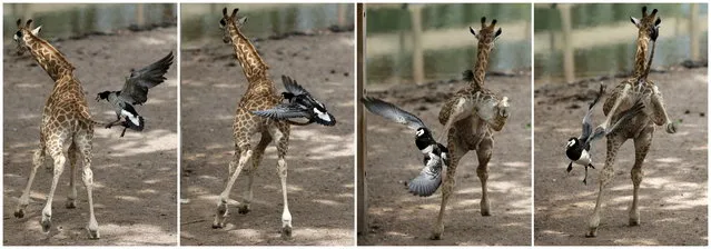 A combination photo shows a newborn giraffe being attacked by a goose at Pairi Daiza wildlife park, a zoo and botanical garden in Brugelette, Belgium, May 25, 2015. (Photo by Francois Lenoir/Reuters)