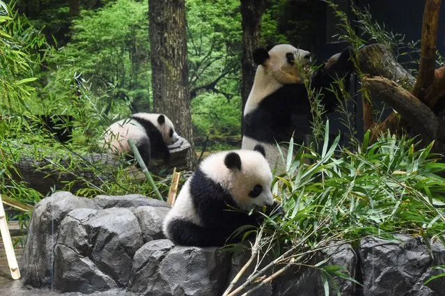This photo provided by Tokyo Zoological Park Society, shows Japanese-born twin pandas, Lei Lei, center, Xiao Xiao, left, and their mother Shin Shin at Ueno Zoo in Tokyo, Wednesday, January 12, 2022. Twin panda cubs made their first public appearance Wednesday before their devoted fans but only briefly – just for three days for now – due to the upsurge of the highly transmissible coronavirus variant. (Photo by Tokyo Zoological Park Society via AP Photo)