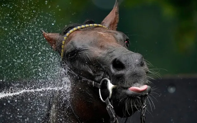 A general view as a runner is hosed down after racing at Newmarket Racecourse on July 12, 2019 in Newmarket, England. (Photo by Alan Crowhurst/Getty Images)
