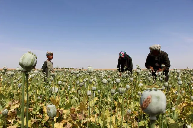 Afghan farmers extracts raw opium to be processed into heroine at a poppy field in Helmand, Afghanistan, 07 April 2016. Afghanistan is listed as the world's largest opium producer. (Photo by Watan Yar/EPA)