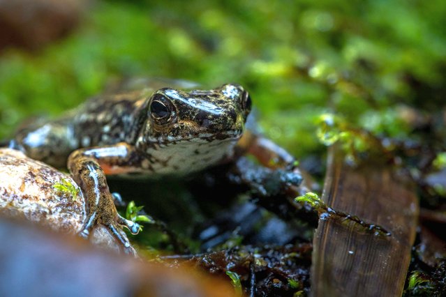 View of an individual of a new species of rocket frog (Ectopoglossus sp nov) at the Velo de Novia waterfall, in the Junin community, Imbabura province, Ecuador, on April 29, 2022. Two frog species are the protagonists of a fight to save a forest in Ecuador from the eventual destruction caused by the powerful mining industry. (Photo by Cristina Vega Rhor/AFP Photo)