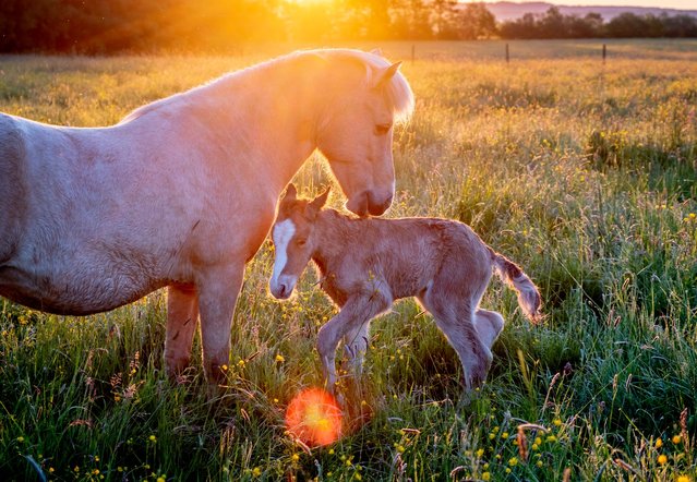 An Icelandic foal and its mother stand on a meadow of a stud farm in Wehrheim near Frankfurt, Germany, early Tuesday, May 14, 2024. (Photo by Michael Probst/AP Photo)