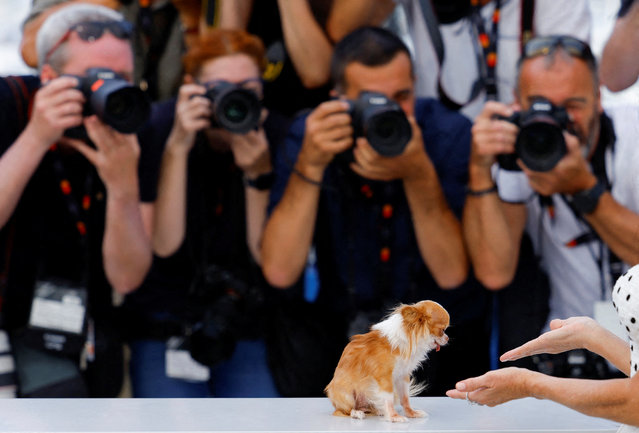 Photographers take pictures of cast member Demi Moore's dog, as she poses during a photocall for the film “The Substance” in competition at the 77th Cannes Film Festival in Cannes, France, on May 20, 2024. (Photo by Clodagh Kilcoyne/Reuters)