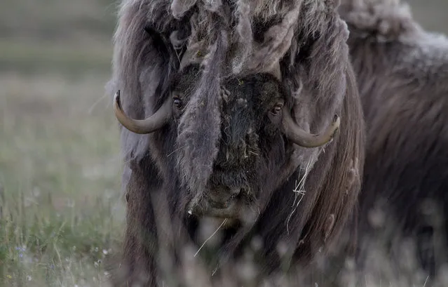 Wild Musk Oxen in Arctic Prairie in Russia