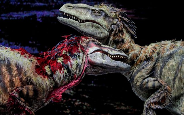 Two animatronic velociraptors are on display during a technical rehearsal of “Walking with Dinosaurs The Live Experience” at the Indoor Stadium in Singapore, 29 August 2019. “Walking with Dinosaurs The Live Experience” is based on the BBC series of the same name and will run from 29 August to 08 September. (Photo by Wallace Woon/EPA/EFE/Rex Features/Shutterstock)