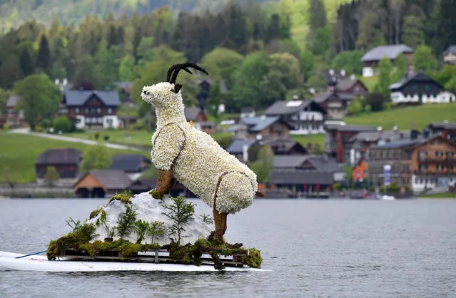A boat carrying an animal figure made of white narcissi parades during the 61st Daffodils Festival on the Grundlsee, Ausseerland region, Austria, on May 30, 2021. Due to compliance with the Corona measures, the 61st Daffodil Festival was held in 2021 year without events and without an audience. The Daffodil Festivalis Austrias largest flower festival, and takes place every year in the idyllic alpine region when the white star-shaped narcissi are in bloom between the middle of May and the middle of June. (Photo by Barbara Gindl/APA/AFP Photo)