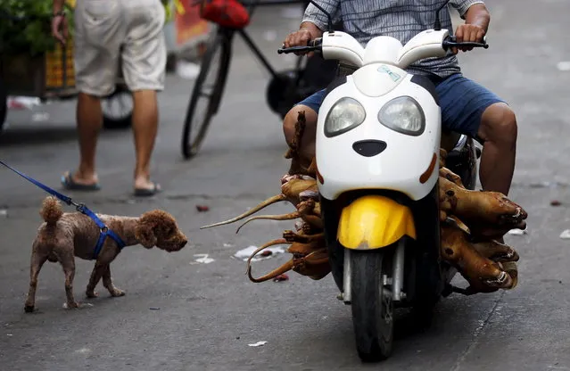 A man carrying butchered dogs drives past a pet dog at a dog meat market in Yulin, Guangxi Autonomous Region, June 21, 2015. (Photo by Kim Kyung-Hoon/Reuters)