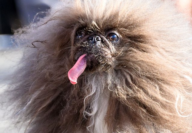 Wild Thang, a Pekingese dog, competes during the annual World's Ugliest Dog contest at the Sonoma-Marin Fair in Petaluma, California, on June 21, 2024. Wild Thang, a Pekingese dog who had already entered the competition four times, finally won the 34th annual World's Ugliest Dog competition and was awarded $5,000. (Photo by Josh Edelson/AFP Photo)