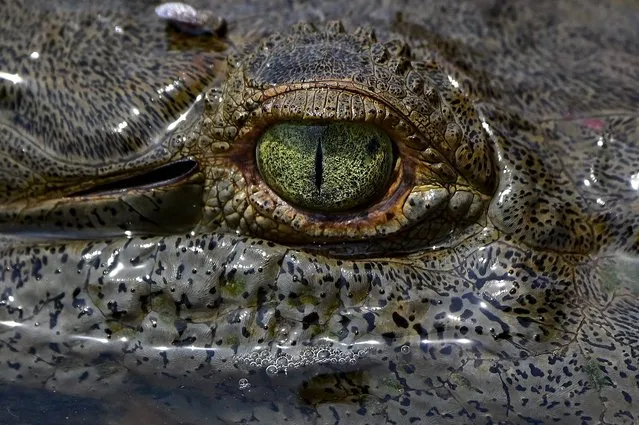 An American crocodile (Crocodylus acutus) is seen during a crocodile tour at the Tarcoles river, in Tarcoles, Garabito municipality, Costa Rica, on March 31, 2022. Crocodile tours in the estuary of the Tarcoles River are a popular attraction for visitors to Costa Rica's Pacific coast, as the area gets back on its feet after being shaken by the pandemic. The river is home to nearly 500 species of birds and some 2,000 American crocodiles, many of which have been named after famous people. (Photo by Luis Acosta/AFP Photo)