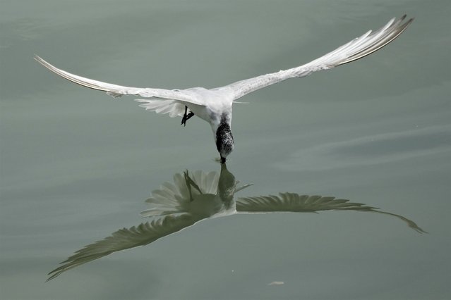 A Black-naped Tern looks for food at Manila's bay, Philippines on Thursday, November 18, 2021. (Photo by Aaron Favila/AP Photo)