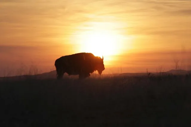 An American bison stands in the grasslands of the Janos Biosphere Reserve in Janos, Chihuahua state, Mexico. (Photo by Jose Luis Gonzalez/Reuters)