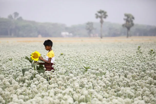 A child plays inside the onion field on March 25, 2022, 120 km from Dhaka, Bangladesh. Sahida Begum, 44, accomplished remarkable features attaining a profit of Tk crore selling onion seeds. ThisÂ acquisitionÂ did not come in aÂ day, from 2004 when she took up onion seed cultivation on 20 decimals of land, and she got only two maunds which she sold for Tk 80,000. Next year it was 13 mounds, and she earned around Tk. 5.2 lac., and the next year she took lease of more land and attained 32 maunds and this practice continued for the following years. Many young men and women are being interested in cultivating onion seeds seeing Shahida Begum's work, she is an idol in her areas. Shahida Begum grabs many national awards for her contributions. (Photo by Zakir Hossain Chowdhury/Anadolu Agency via Getty Images)
