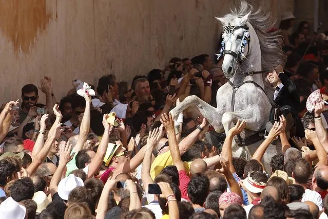 A rider rears up on his horse while surrounded by a cheering crowd during the traditional Fiesta of San Joan (Saint John) in downtown Ciutadella, on the Spanish Balearic Island of Menorca, June 23, 2014. The riders of the horses are representatives of ancient Ciutadella society – nobility, clergy, craftsmen and farmers. (Photo by Enrique Calvo/Reuters)