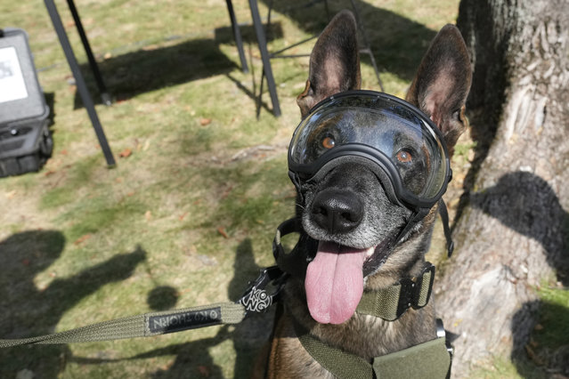 A military dog wears protective goggles during ceremonies in Nowy Dwor Mazowiecki, Poland, Friday, September 6, 2024. (Photo by Czarek Sokolowski/AP Photo)