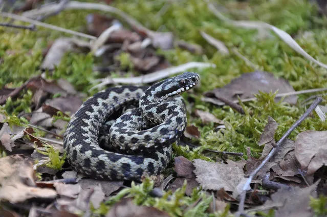 An adder in a heathland area of the South Downs national park in England on World Snake Day, 16 July 2019. (Photo by Heathlands Reunited/South Downs national park)