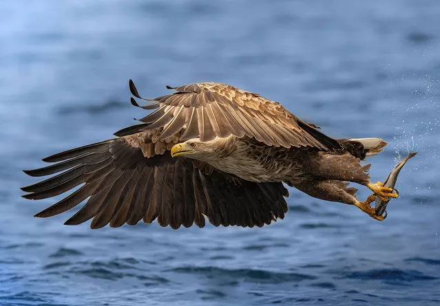 A white tailed eagle catches fish from Loch Na Keal on the Isle of Mull, Scotland on May 11, 2022. (Photo by Mike Phelps/Animal News Agency)