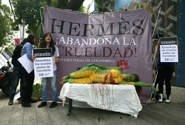 Elena Larea plays the part of a dead crocodile during a protest against animal cruelty outside a luxury Hermes store in Mexico City, Wednesday, August 5, 2015. The sign behind reads in Spanish “Hermes, abandon cruelty! Don't use crocodile skins”. The animal rights groups PETA says crocodiles and caimans are kept in filthy pools for years before workers cut their necks and destroy their brains with metal bars. (Photo by Sofia Jaramillo/AP Photo)