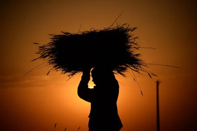 An Afghan farmer carries a bundle of wheat during harvest, at sunset on the outskirts of Mazar-i-Sharif, August 3, 2015. (Photo by Farshad Usyan/AFP Photo)