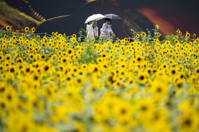 Visitors walk in the sunflower fields at?Kasai Rinkai Park in Tokyo on August 2, 2024. Japan sweltered through its hottest July since records began 126 years ago, the weather agency said, as extreme heatwaves fuelled by climate change engulfed many parts of the globe. (Photo by Philip Fong/AFP Photo)