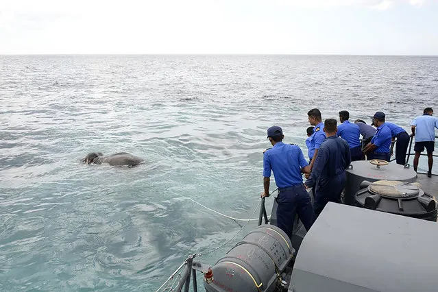 This handout photograph released by the Sri Lankan Navy on July 12, 2017 shows the rescue of an elephant that was spotted struggling to stay afloat in deep sea waters, some eight kilometres (five miles) off the island' s northeast coast Sri Lanka' s navy has rescued an elephant that got into difficulties after being washed out to sea, a spokesman said July 12, calling it a “miraculous escape”. Chaminda Walakuluge said the navy mounted the 12- hour rescue after spotting the elephant struggling to stay afloat around eight kilometres (five miles) off the island' s northeast coast. (Photo by AFP Photo/Sri Lankan Navy)