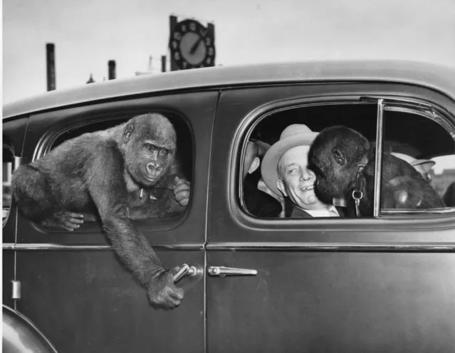 George P. Vierheller, director of the St. Louis Zoo, arrived in St. Louis from New York June 9, 1938 with two gorillas and took them from the station to the zoo in an automobile. The lady gorilla, larger of the two, tries to open the car door, and seems to be considering a dive through the window.  In the front seat Vierheller holds the docile boy friend of his discontent passenger. (Photo by AP Photo)